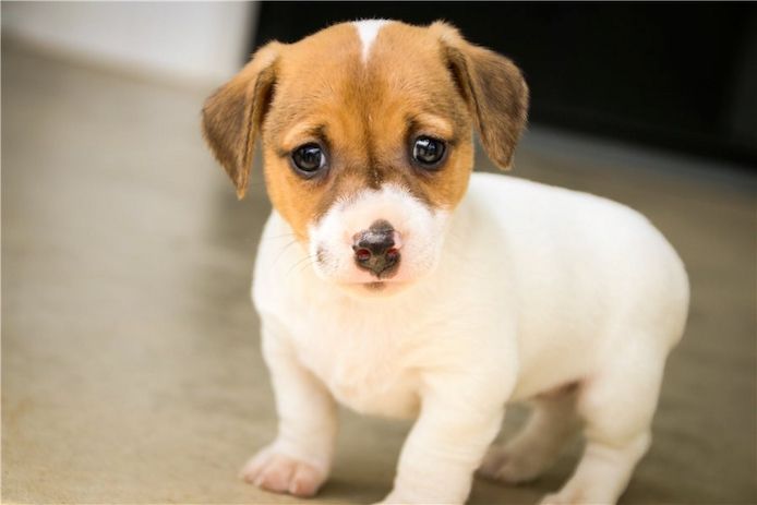 Reinrassige Jack Russell Terrier welpen .