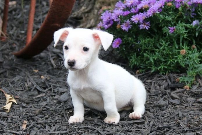 Reinrassige Jack Russell Terrier welpen .