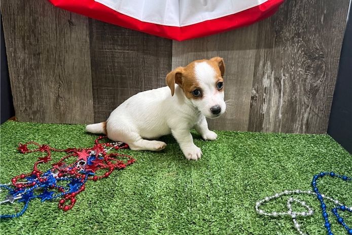 Reinrassige Jack Russell Terrier welpen
