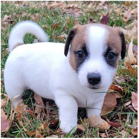 Reinrassige Jack Russell Terrier welpen .