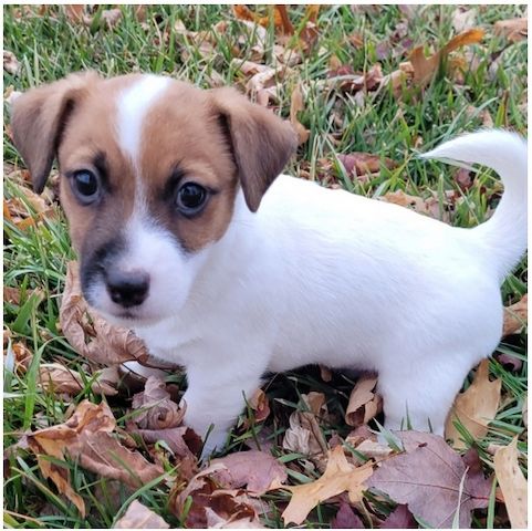 Reinrassige Jack Russell Terrier welpen .