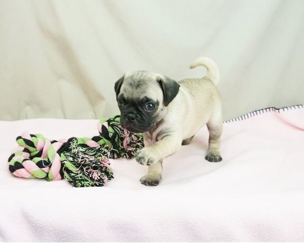 Reinrassige Mops welpen