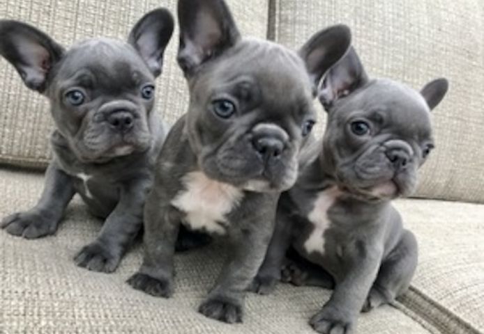 Französische Bulldoggenwelpen