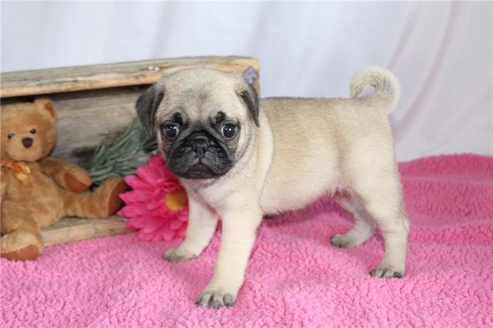Reinrassige Mops welpen .