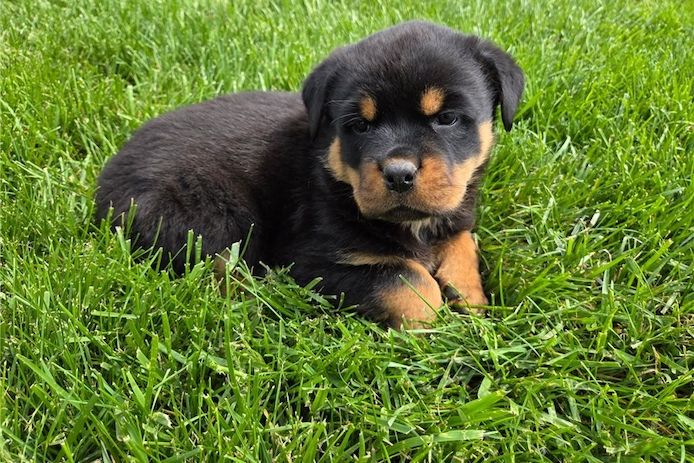 Reinrassige Rottweiler-welpen