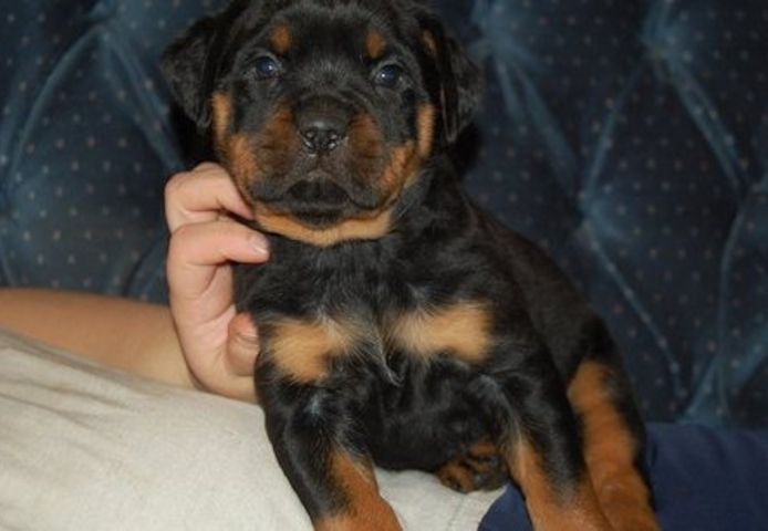 Reinrassige Rottweiler-welpen
