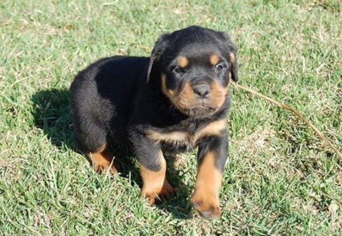 Reinrassige Rottweiler-welpen