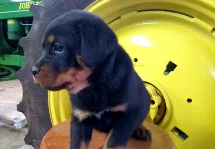 Reinrassige Rottweiler-welpen