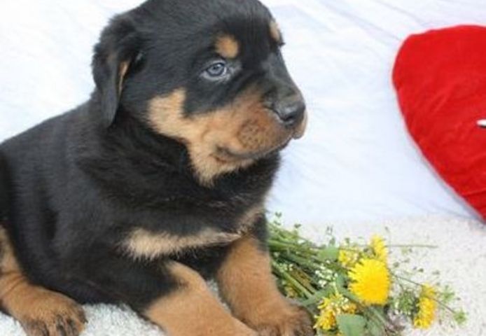 Reinrassige Rottweiler-welpen