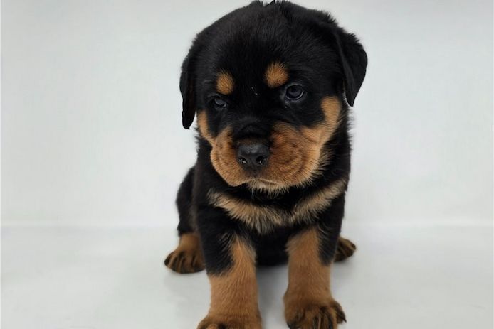 Reinrassige Rottweiler-welpen