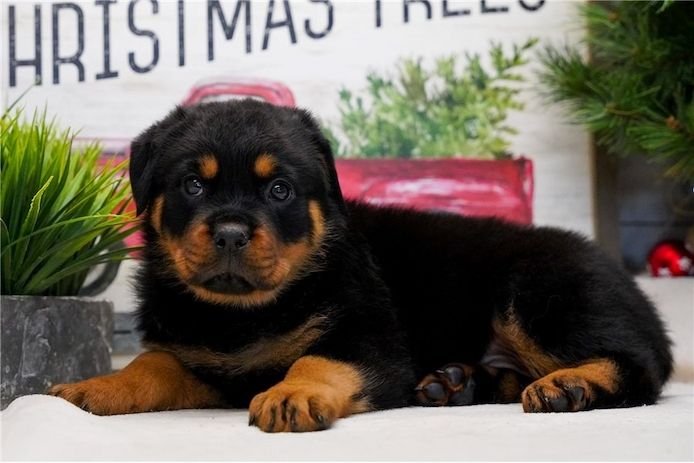 Reinrassige Rottweiler-welpen