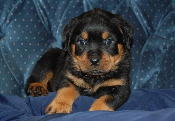 Reinrassige Rottweiler-welpen