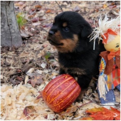 Reinrassige Rottweiler-welpen