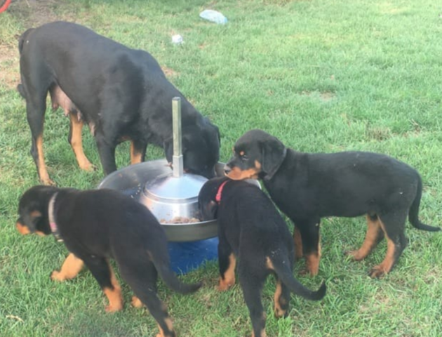 Reinrassige Rottweiler-welpen