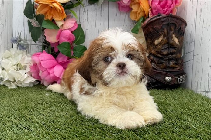 Reinrassige shih tzu welpen