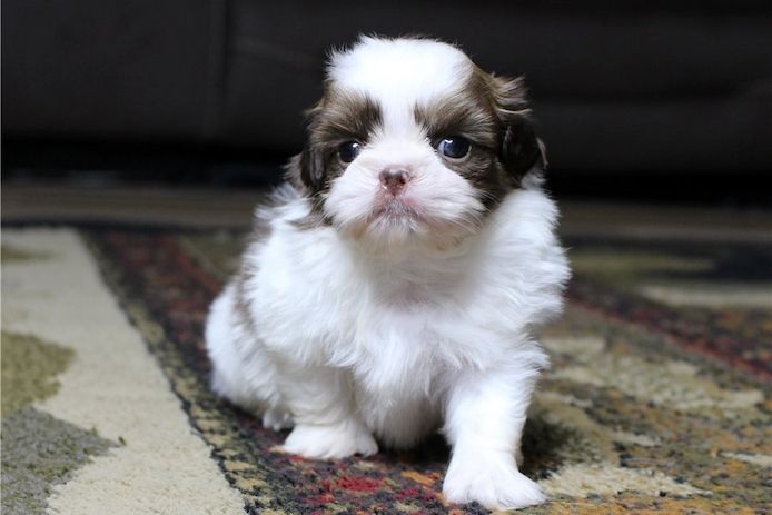 Reinrassige shih tzu welpen