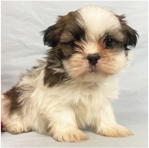 Reinrassige shih tzu welpen