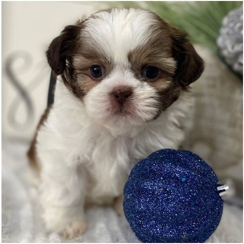 Reinrassige shih tzu welpen .