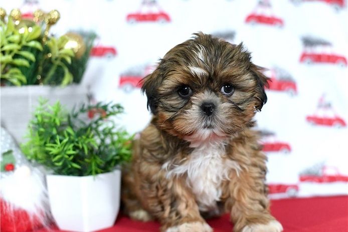 Reinrassige shih tzu welpen .
