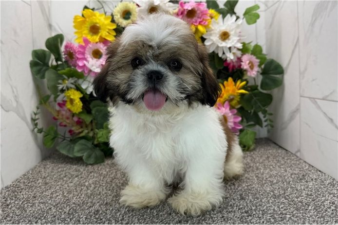 Reinrassige shih tzu welpen .