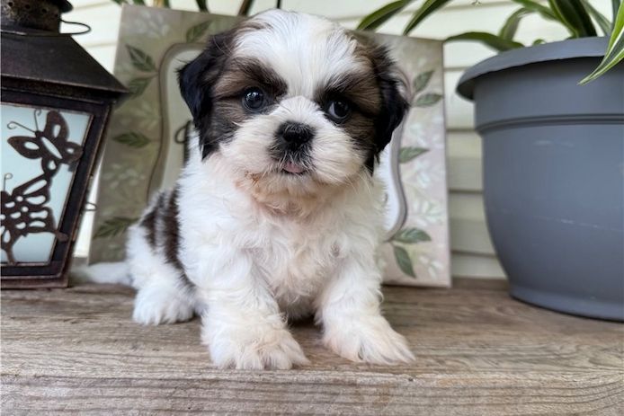Reinrassige shih tzu welpen .