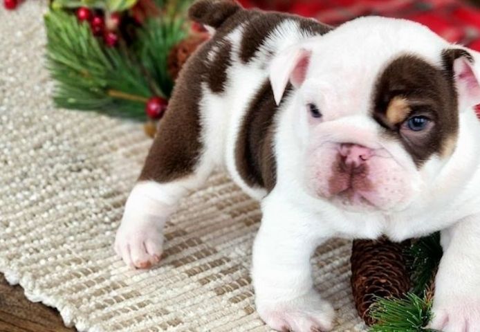 Englische Bulldoggenwelpen.,