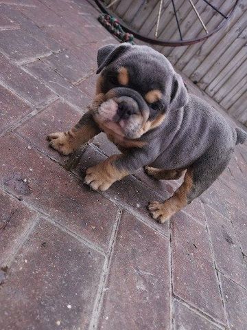 Englische Bulldoggenwelpen!