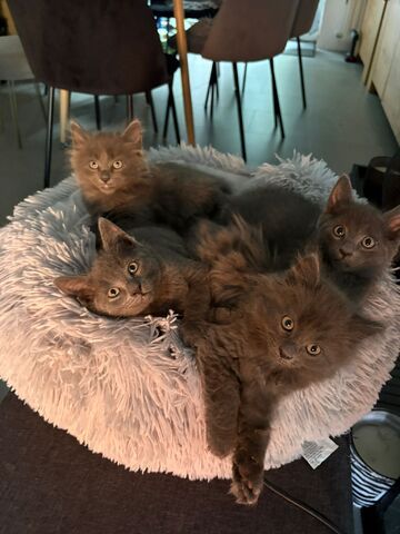 Süße Karthäuser-British Short Hair Mix Kitten