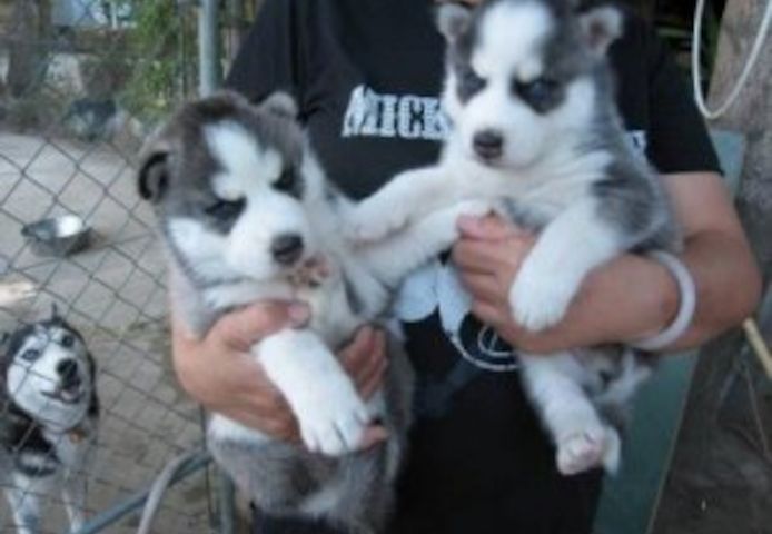 Siberian Husky Welpen,.