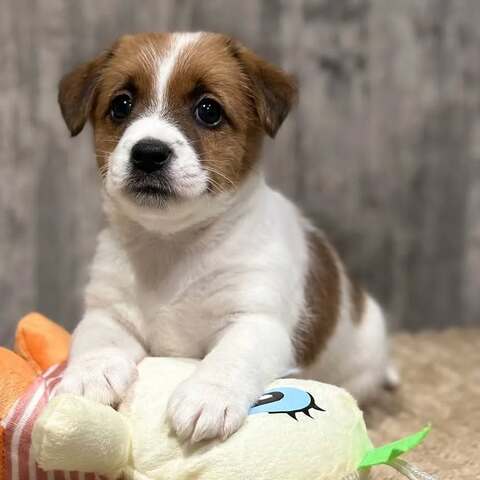Jack-Russell-Welpen (Rüde und Hündin)
