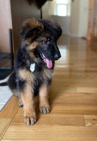 Deutscher Schäferhund welpen suchen neues Zuhause