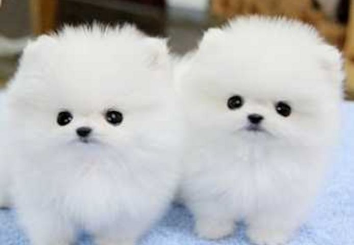 Pomeranian zwergspitz welpen suchen ein neues zuhause