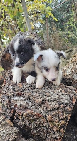 Sheltie-Junge