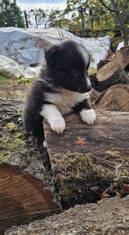 Sheltie-Junge