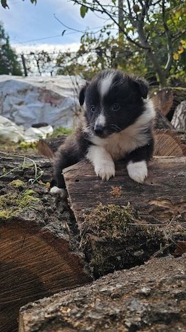 Sheltie-Junge