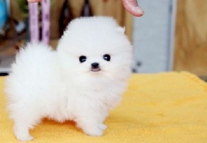 Pomeranian Zwergspitz Welpen ZUM VERSCHENKEN
