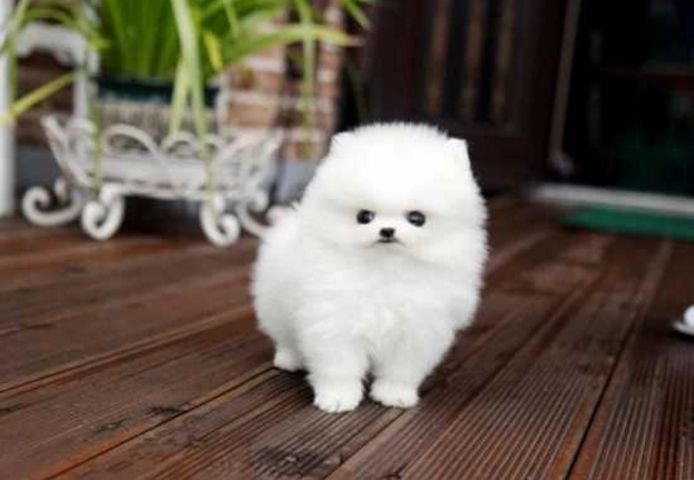 Pomeranian Zwergspitz Welpen Boo