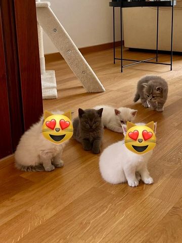 BKH & BLH Kitten - British Kurzhaar & British Langhaar Katzen