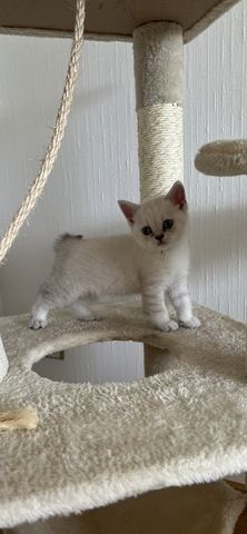 BKH & BLH Kitten - British Kurzhaar & British Langhaar Katzen