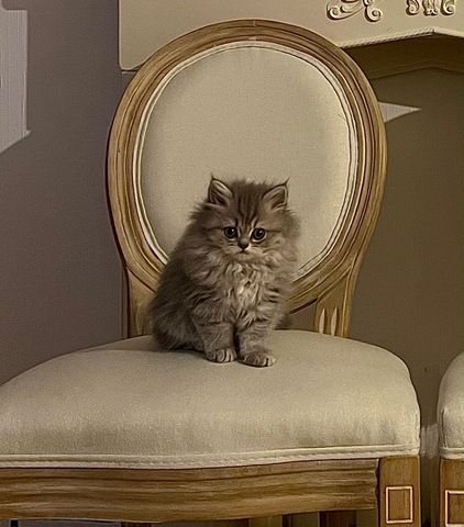 BKH & BLH Kitten - British Kurzhaar & British Langhaar Katzen