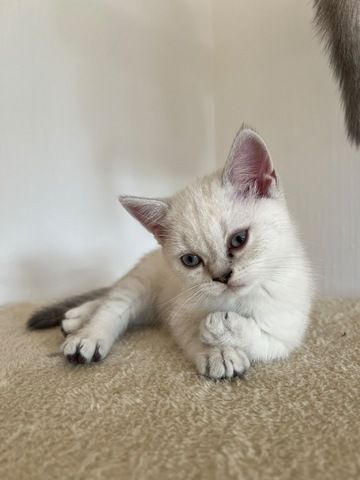 BKH & BLH Kitten - British Kurzhaar & British Langhaar Katzen