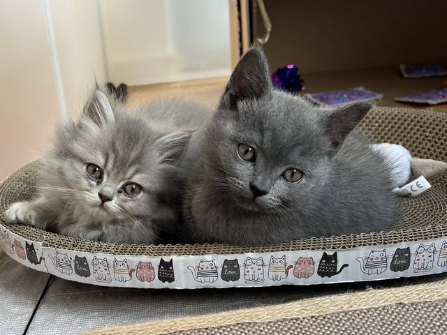 BKH & BLH Kitten - British Kurzhaar & British Langhaar Katzen