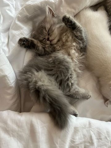 BKH & BLH Kitten - British Kurzhaar & British Langhaar Katzen