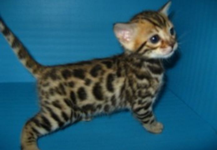 Niedliche Bengalkätzchen zur Adoption