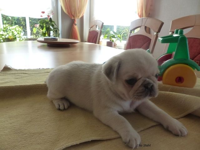 Nur noch 2 altdeutsche Mops Welpen, frei atmend, mit Stammbaum, suchen ein neues Zuhause