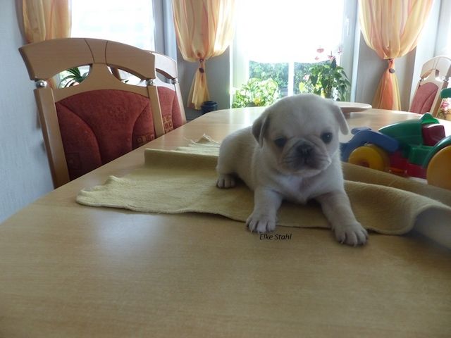 Nur noch 2 altdeutsche Mops Welpen, frei atmend, mit Stammbaum, suchen ein neues Zuhause