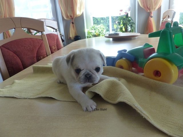 Nur noch 2 altdeutsche Mops Welpen, frei atmend, mit Stammbaum, suchen ein neues Zuhause