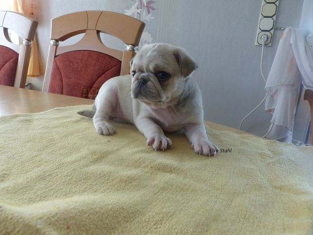 Nur noch 2 altdeutsche Mops Welpen, frei atmend, mit Stammbaum, suchen ein neues Zuhause