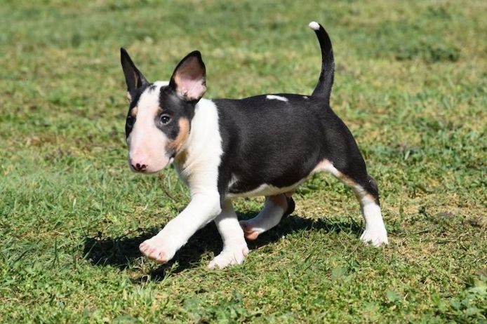 Boston terrier welpen