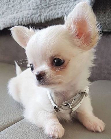 Chihuahua-Welpen. WhatsApp: +44 7469 456352
